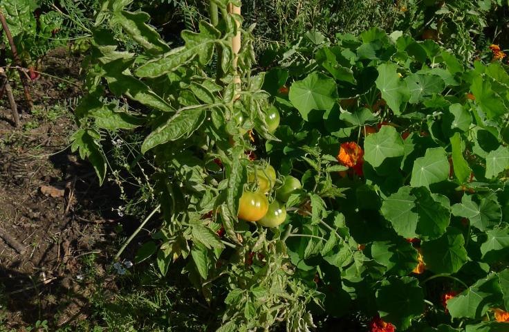 Rencontre Agir contre la précarité alimentaire en favorisant l’accès de tou·te·s à une alimentation de qualité Rencontre Agir contre la précarité alimentaire en favorisant l’accès de tou·te·s à une alimentation de qualité