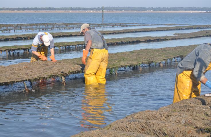 ESS, mer, emploi, nouvelles formes d'emploi Ostréiculteurs en plein travail
