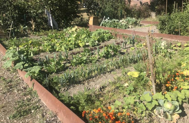 Jardin potager